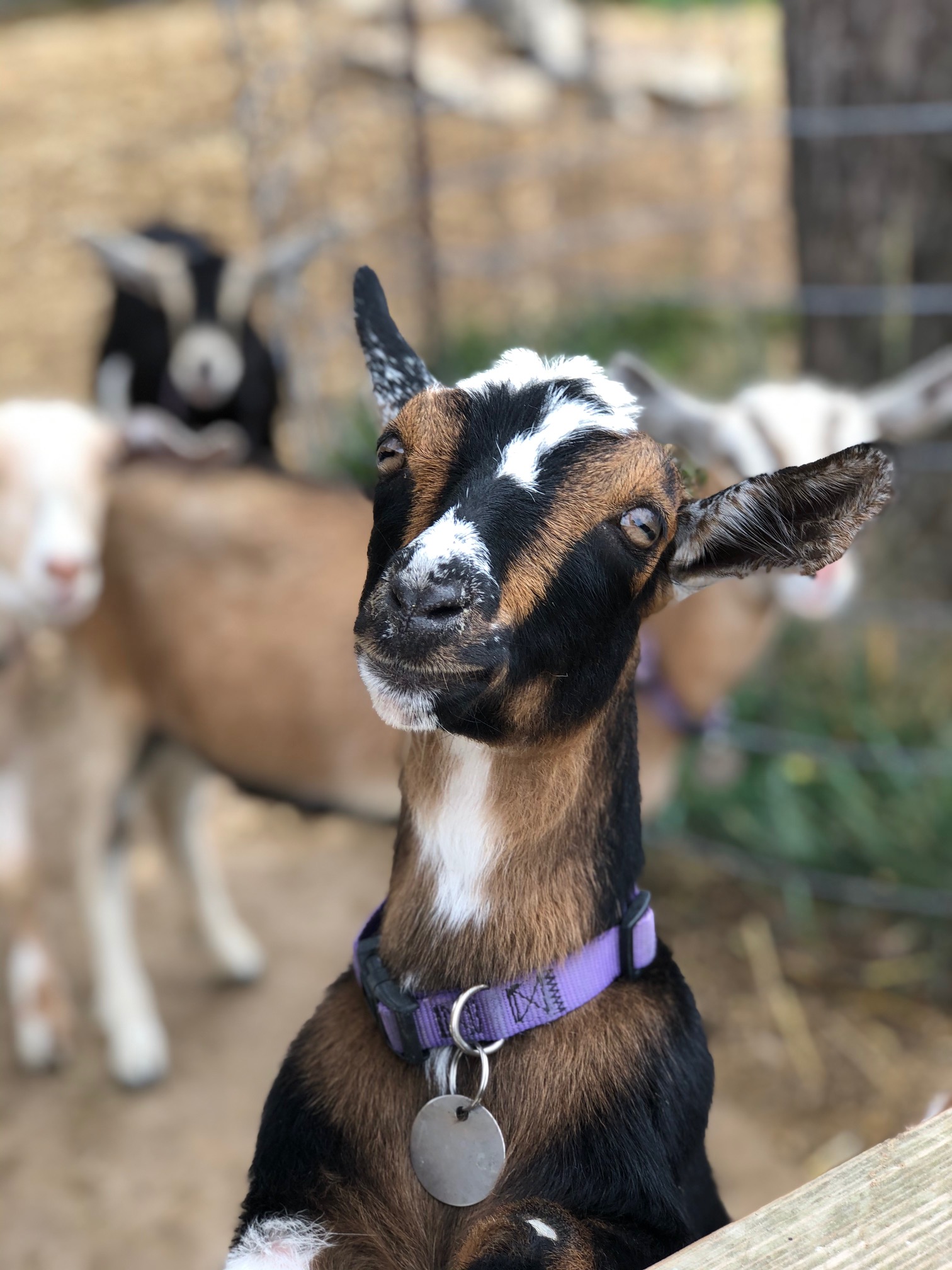 nigerian dwarf goats for sale in tn