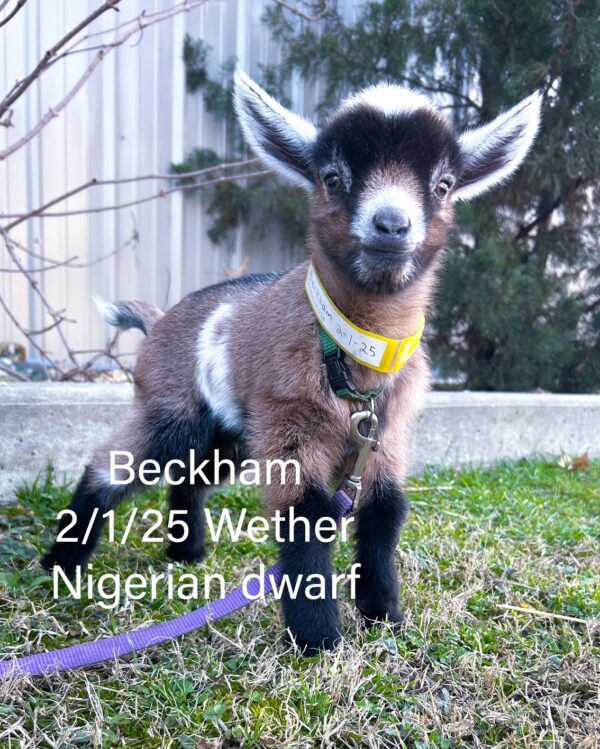 SOLD~~Nigerian Dwarf wether "Beckham" born 2-1-25