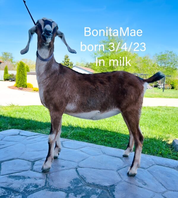 ~SOLD~Nubian Doe in milk born 3-4-23