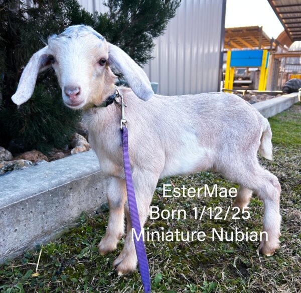 Miniature Nubian Doe "EuniceMae" born 1/12/25