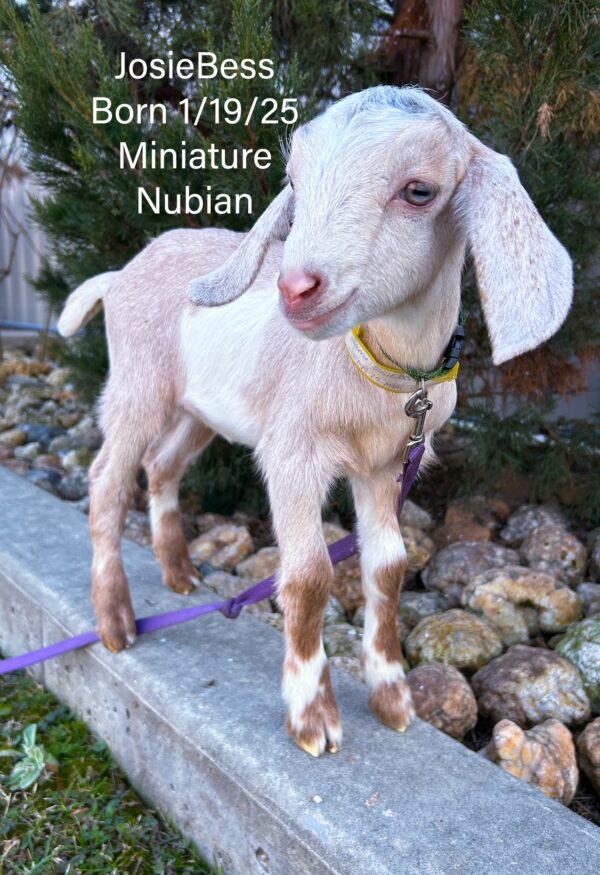 SOLD~~Miniature Nubian Doe "JosieBess" born 1-19-25