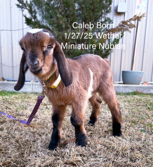 SOLD~~Miniature Nubian wether "Caleb" born 1-27-25