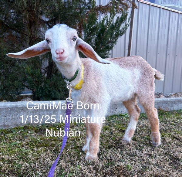 SOLD~~Miniature Nubian~ Doe "CamiMae"  born 1/13/25