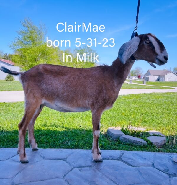 ~SOLD~Nubian Doe in milk born 5-31-23