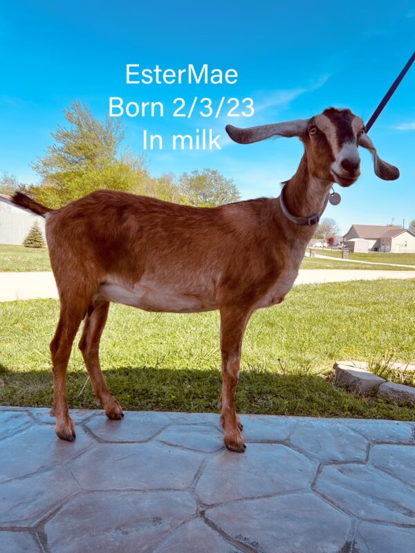 Nubian Doe in milk born 2-3-23