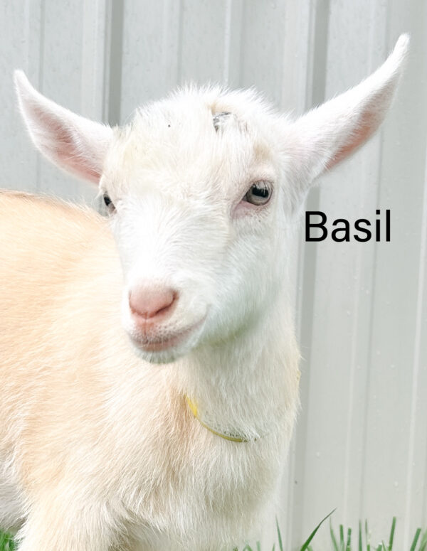 Nigerian Dwarf Doe born 2-1-2025 - Image 2