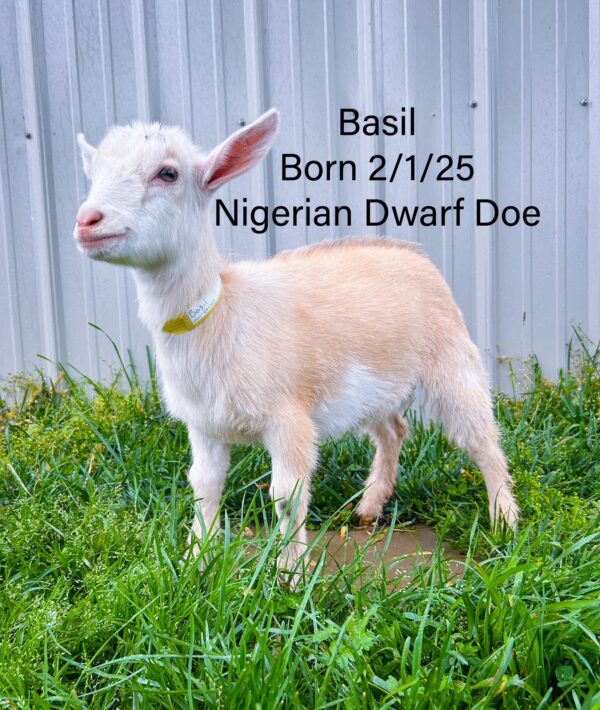 Nigerian Dwarf Doe born 2-1-2025